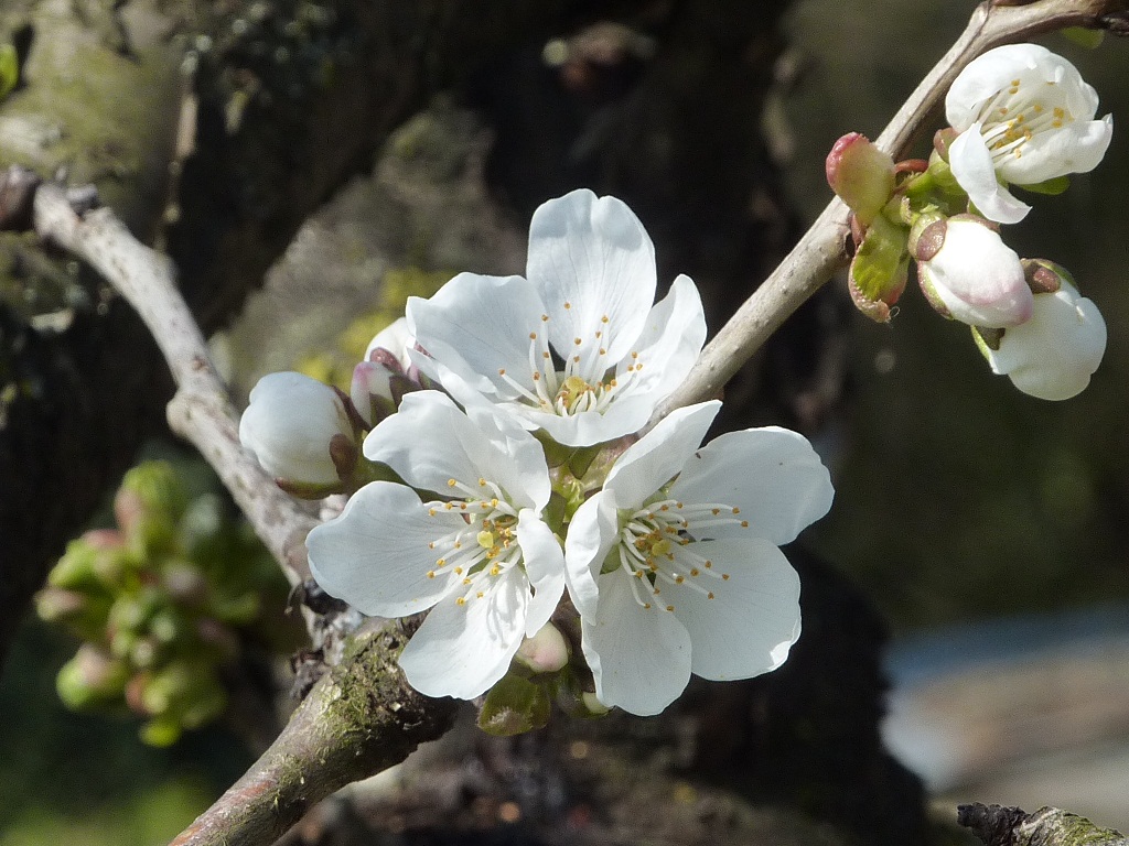 fleurs%20cerisier%2024%2003%202011%20%281%29.JPG