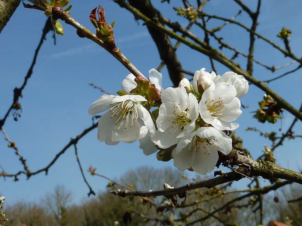 fleurs%20cerisier%2024%2003%202011%20%282%29.JPG